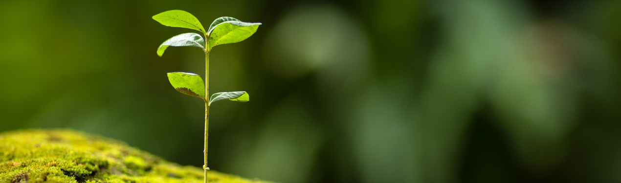 T F tutelare ambiente 1270x376