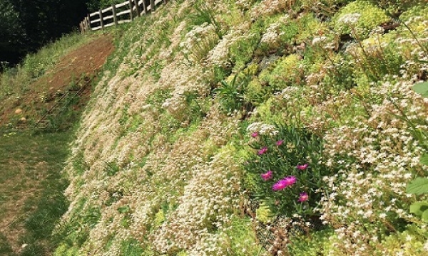 IDROSEMINA CON SEDUM